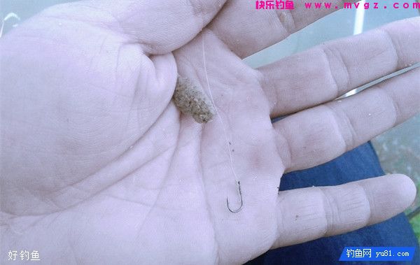 窝子鱼星不断但无鱼咬钩的三种情况(图2)