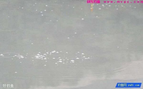 窝子鱼星不断但无鱼咬钩的三种情况(图1)