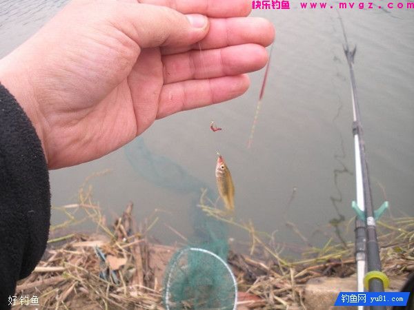 窝子鱼星不断但无鱼咬钩的三种情况(图3)