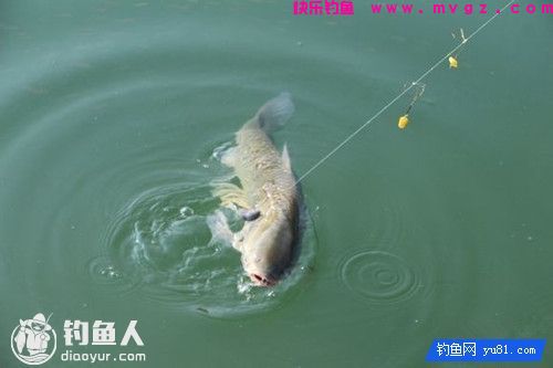 根据水情巧辨鱼情的技巧(图1)