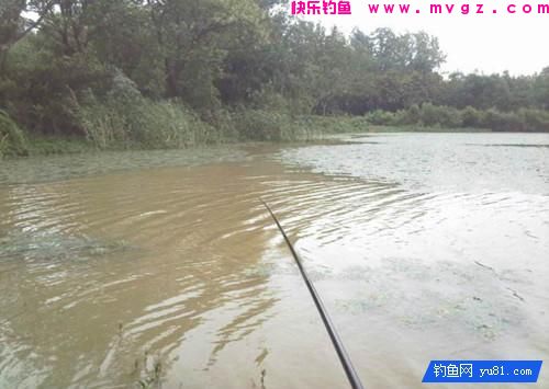 野塘钓鱼选位选点的技巧(图1)