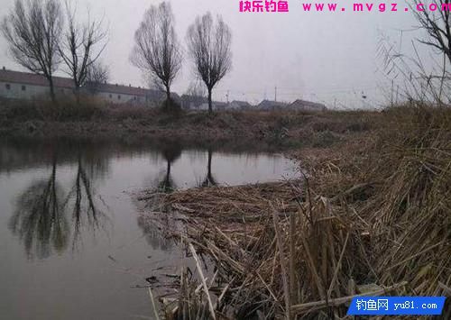 野塘钓鱼选位选点的技巧(图2)