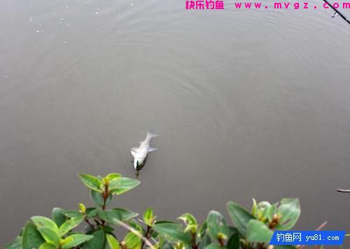 钓鱼经常跑鱼脱钩？新手钓友来学学这几个方法(图2)