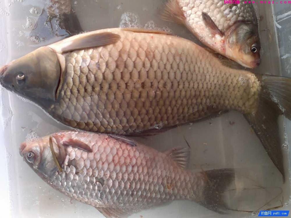 初春时节如何用海竿串钩钓鲫鱼(图1)