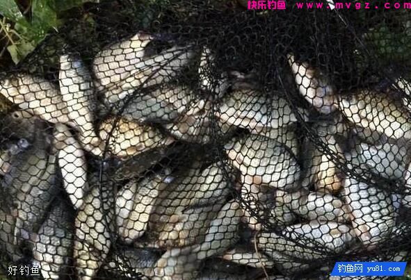 鱼钩的大小是怎样影响跑鱼的？(图2)