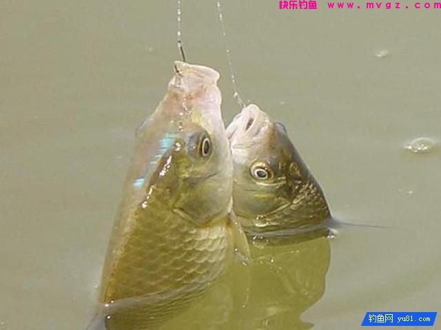 冬季钓鱼先找鲫鱼窝，准能上大鲫！钓友们赶紧收藏(图5)