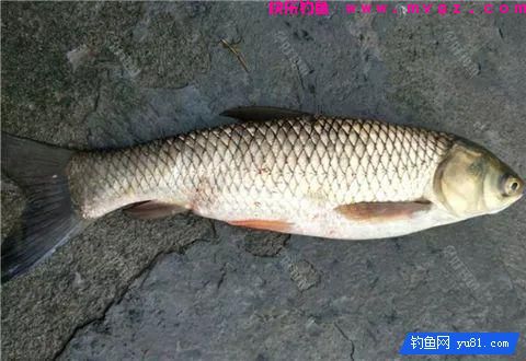 四种钓法，全面覆盖钓草鱼技巧！(图2)