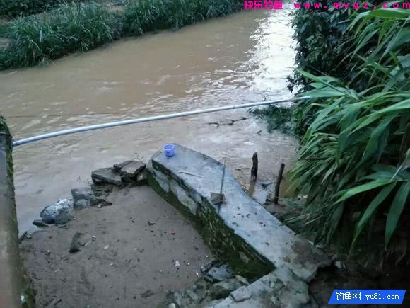 钓鱼最怕的就是刀鳅鱼, 因为它食性非常凶猛, 把钩吞进肚子里(图6)