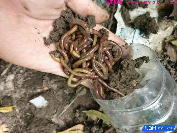钓鱼最怕的就是刀鳅鱼, 因为它食性非常凶猛, 把钩吞进肚子里(图4)