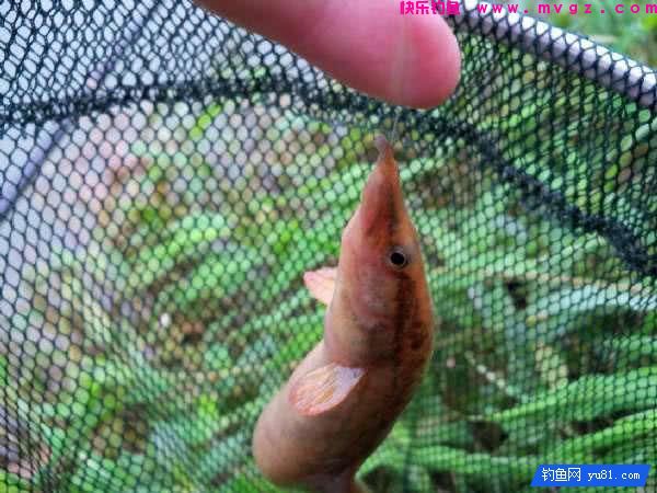钓鱼最怕的就是刀鳅鱼, 因为它食性非常凶猛, 把钩吞进肚子里(图9)