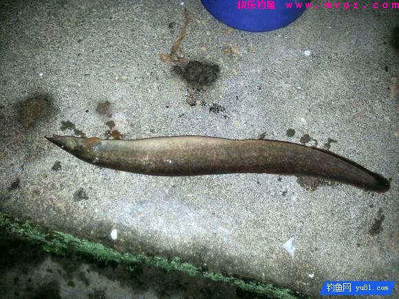 钓鱼最怕的就是刀鳅鱼, 因为它食性非常凶猛, 把钩吞进肚子里(图12)