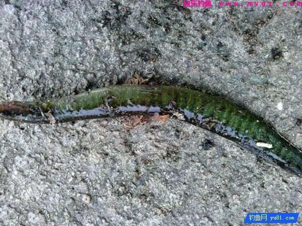 钓鱼最怕的就是刀鳅鱼, 因为它食性非常凶猛, 把钩吞进肚子里(图14)