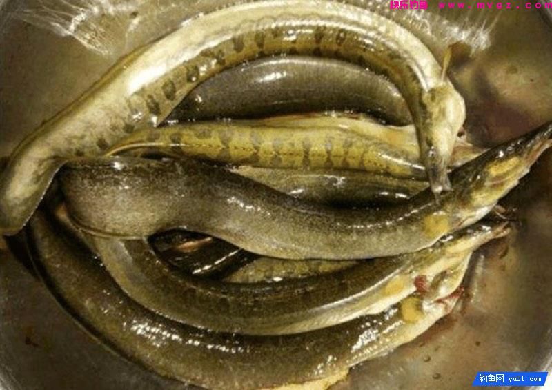 钓鱼最怕的就是刀鳅鱼, 因为它食性非常凶猛, 把钩吞进肚子里(图16)