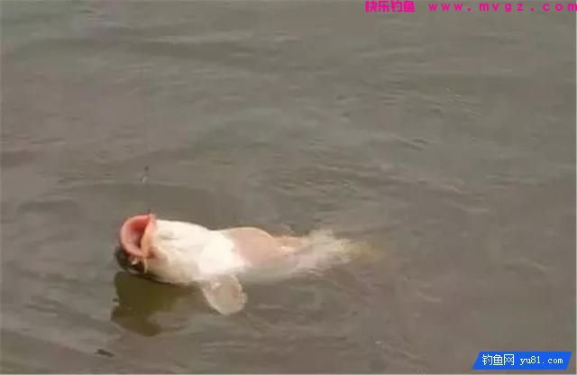 鱼儿上钩后,收线抬线的4个步骤,钓鱼人不得不知(图1) 鱼儿上钩后,收线抬线的4个步骤,钓鱼人不得不知(图1)