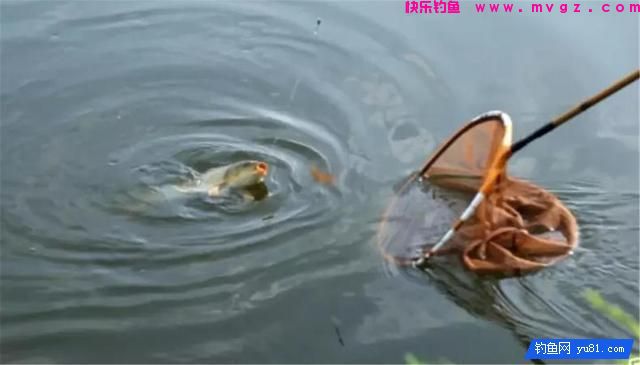 鱼儿上钩后,收线抬线的4个步骤,钓鱼人不得不知(图3) 鱼儿上钩后,收线抬线的4个步骤,钓鱼人不得不知(图3)