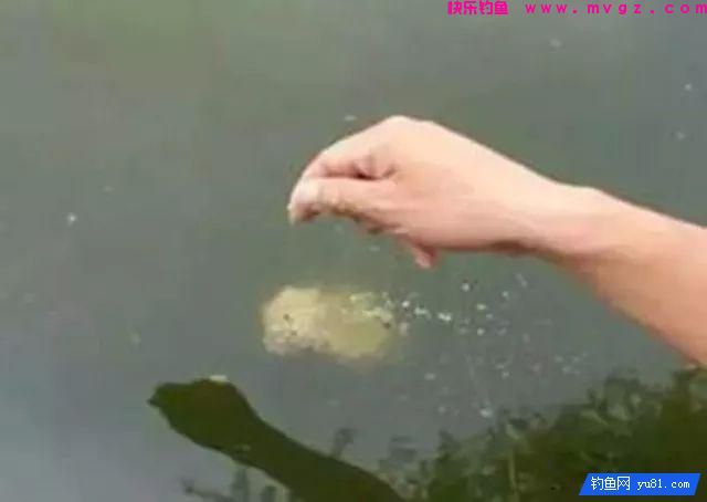 散炮钓黑坑状态、开法、捏饵技巧！(图2)