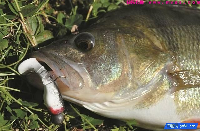 岸钓鲈鱼不为人知的7个小妙招(图13)