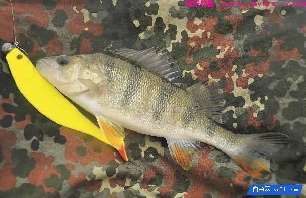 岸钓鲈鱼不为人知的7个小妙招(图10)