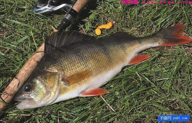 岸钓鲈鱼不为人知的7个小妙招(图15)