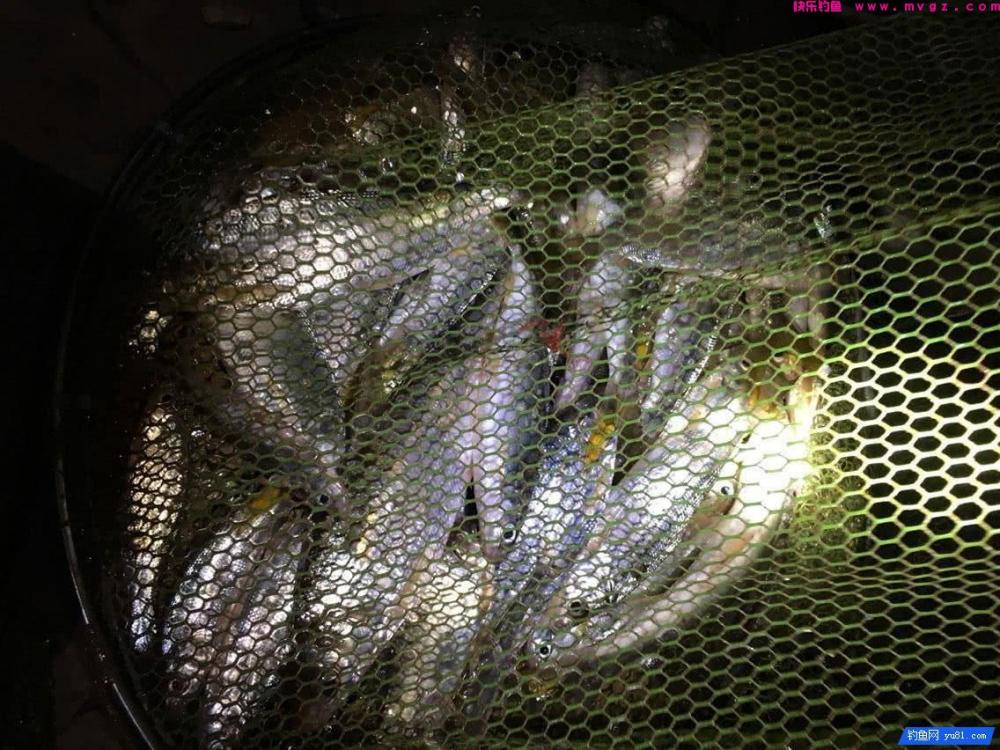 很多钓鱼人喜欢钓此鱼, 鱼不怎么好吃, 手感好(图10)
