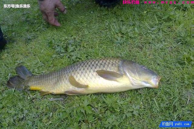 秋天钓鲤鱼找鱼窝的诀窍，4种找鱼技巧让钓友轻松上鱼！(图5)