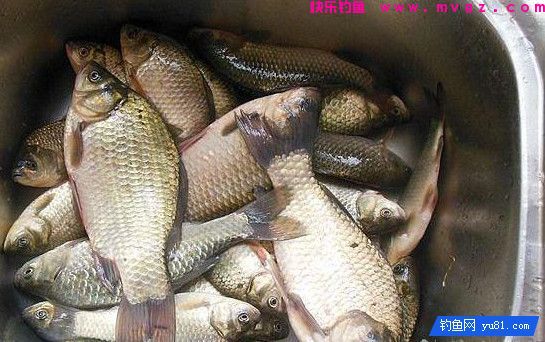 教你如何正确溜鱼,你还不赶紧学?(图2) 教你如何正确溜鱼,你还不赶紧学?(图2)