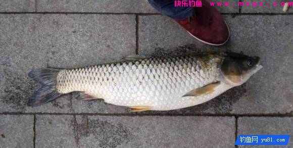 冬季钓鱼的钓点选择和天气(图3) 冬季钓鱼的钓点选择和天气(图3)
