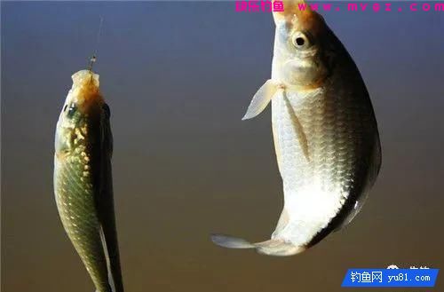 告诉大家钓鱼打窝的几种方法，绝对好用(图1)