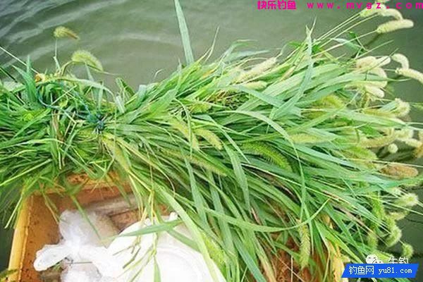 告诉大家钓鱼打窝的几种方法，绝对好用(图9)
