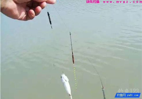 传统钓中走钓以及逗钓技巧分析(图3)