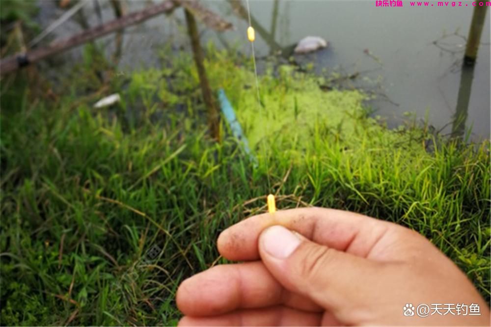 手竿野钓翘嘴，没有比这更简单的钓法(图3)