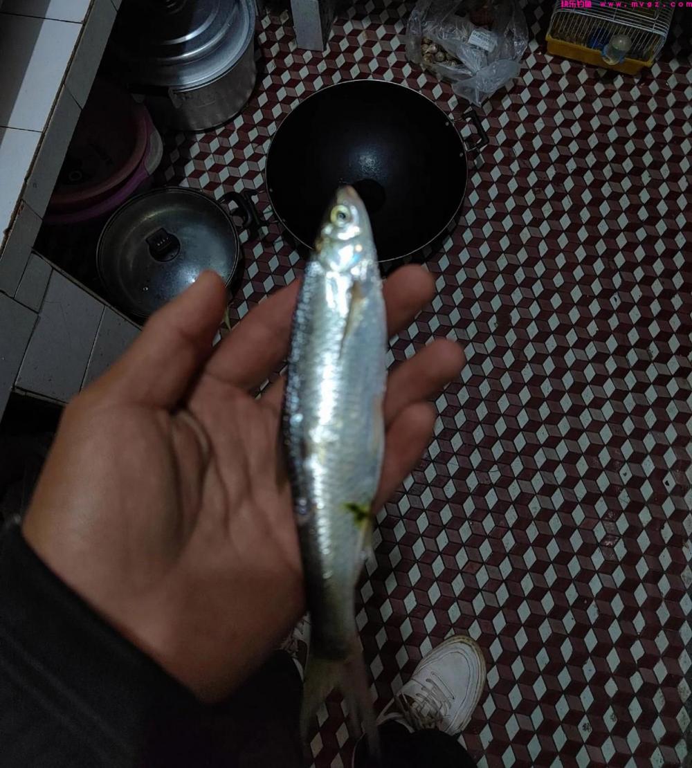 野河，最好钓七种鱼排名及钓法(图1)