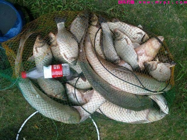 淡水路亚的4个技巧，新手看过来(图5)