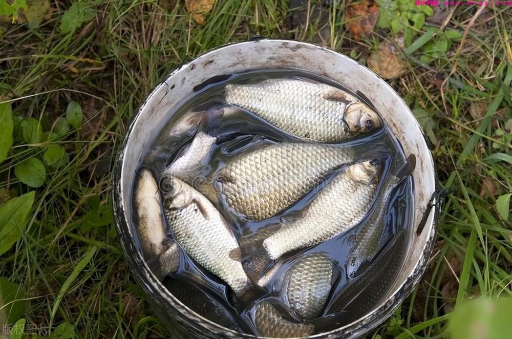 早春去钓大板鲫，掌握这5个技巧，你也会收获满满！(图5)
