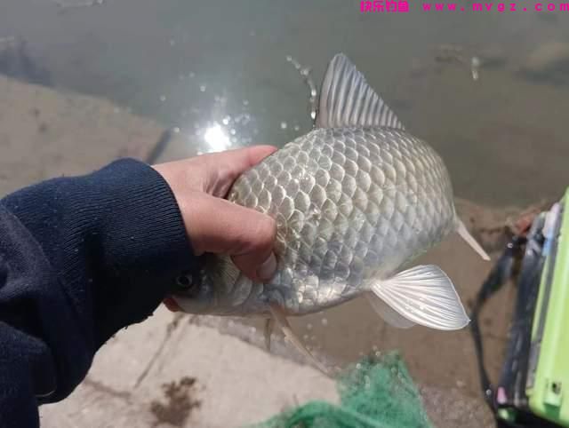 野钓技能之：闻水识鱼，可选准钓点判断钓法针对目标鱼(图2)