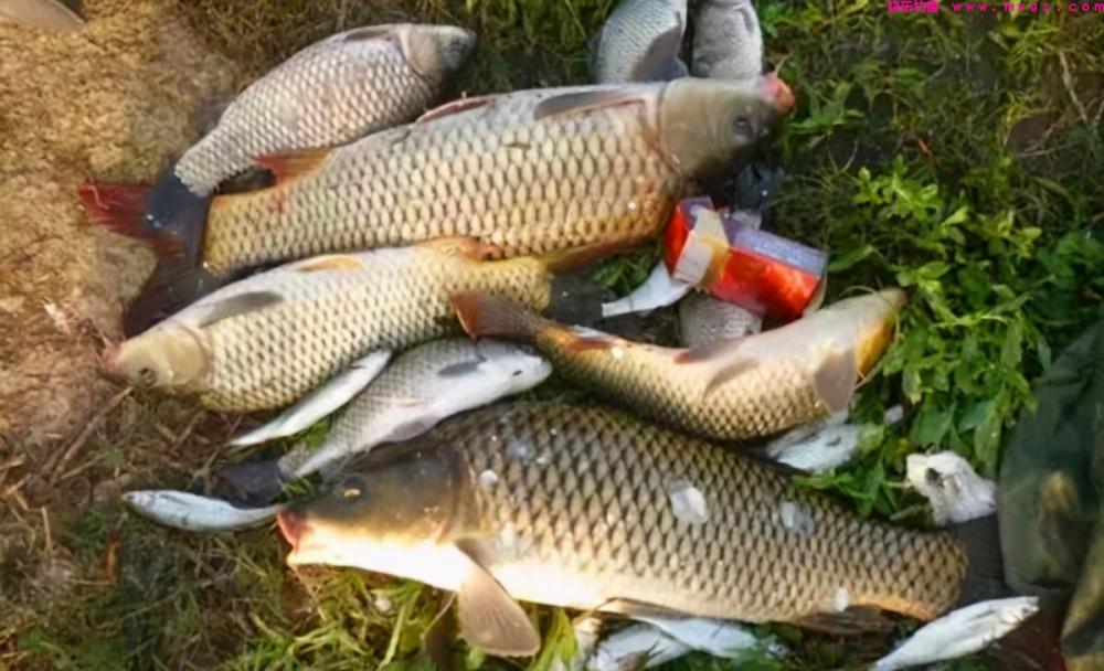 春季手竿钓鲤鱼，核心技巧有3个，熟练掌握，钓鲤鱼不是难事(图1)