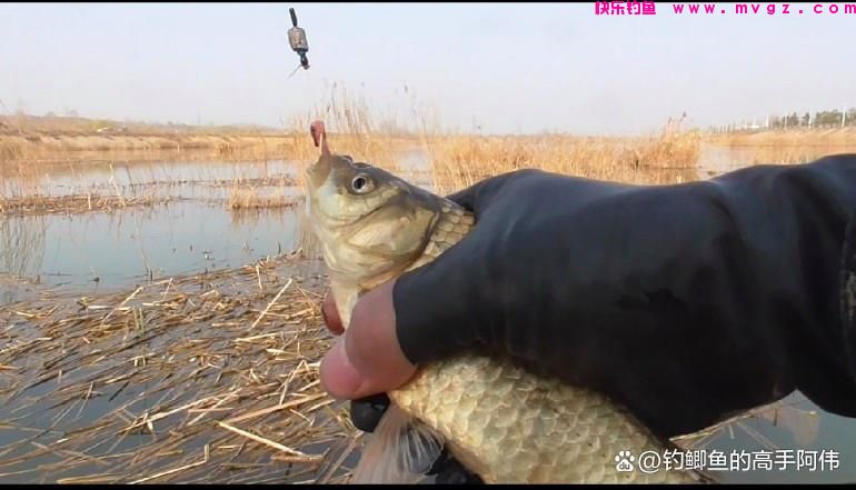 又是一年钓鱼季，老师傅晚春钓大板鲫的一些经验，条条都是精华！(图7)