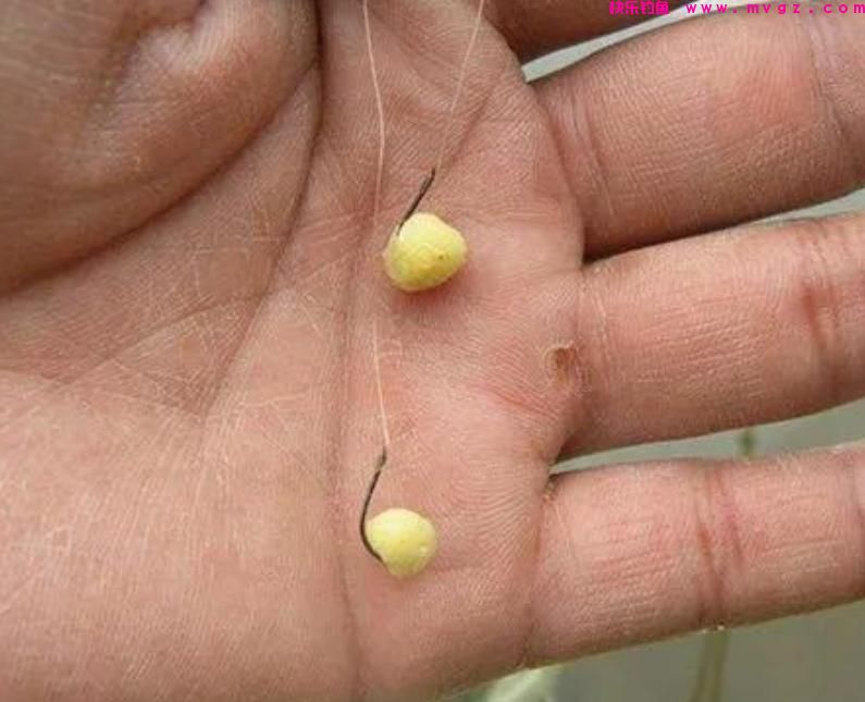 进入暮春之后，老钓鱼人一些钓鱼用饵心得的分享(图6)