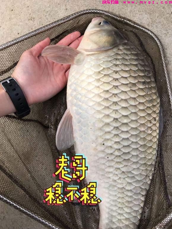 春季野钓大鲫鱼钓法分享，上鱼概率高且都是大的(图2)