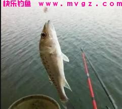海钓鲈鱼的三种钓法分享(图3)