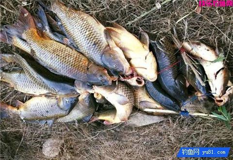 超神奇的卡麦钓法你知道吗？附加自制饵料(图3)