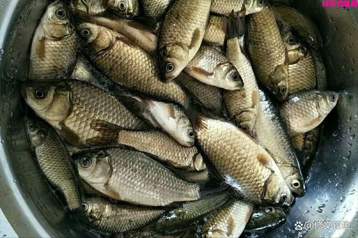 钓鱼干货：自制一款针对鲫鱼鲤鱼的高性价比饵料，野钓贼好用(图1)