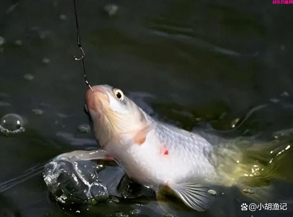 红虫钓鱼对人有害？不要再盲目听信了，以至于错过了最好的饵料！(图6)