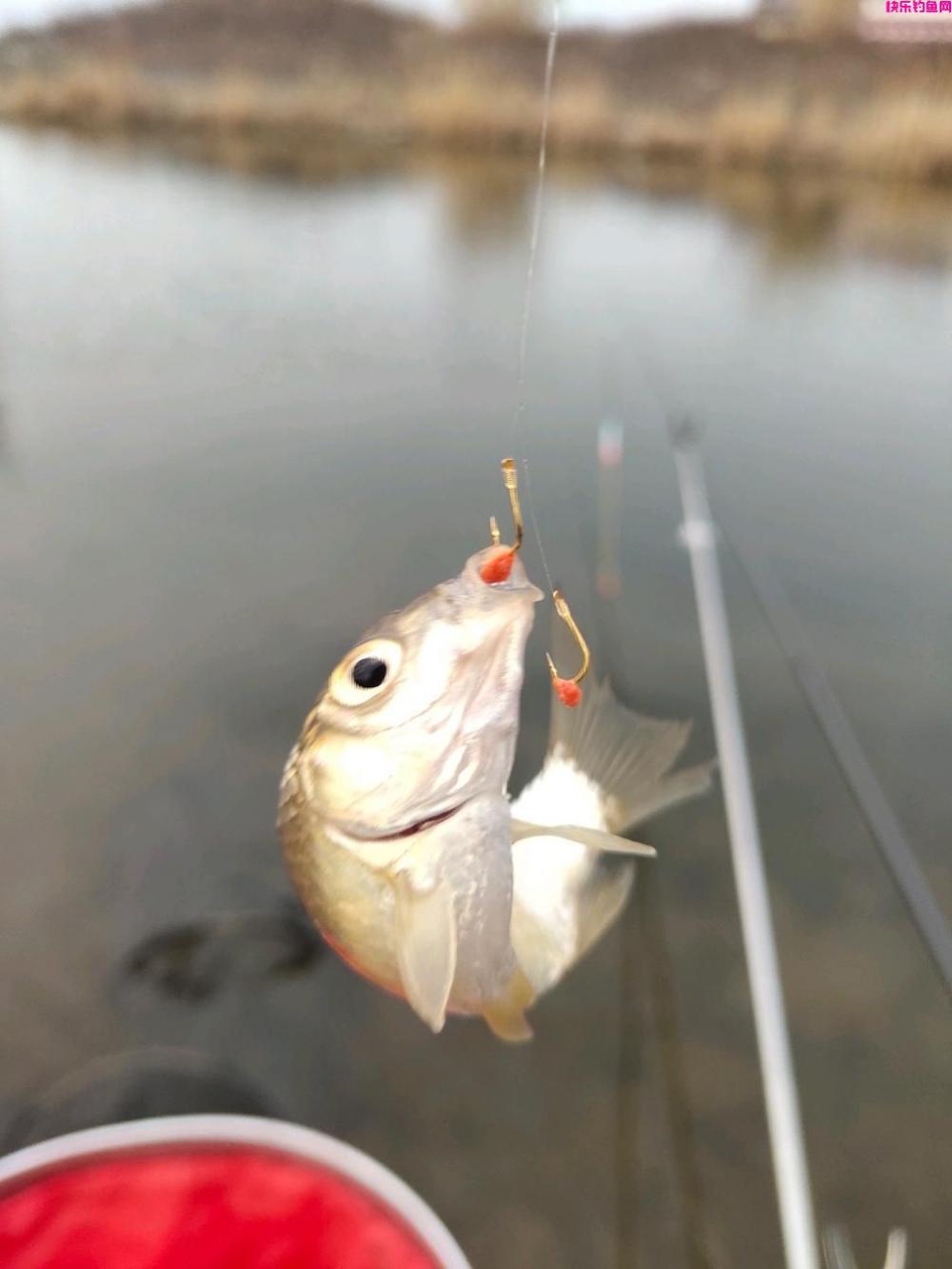 老钓鱼人聊春季阴雨天如何用饵，用对饵料鱼情好到爆护(图11)