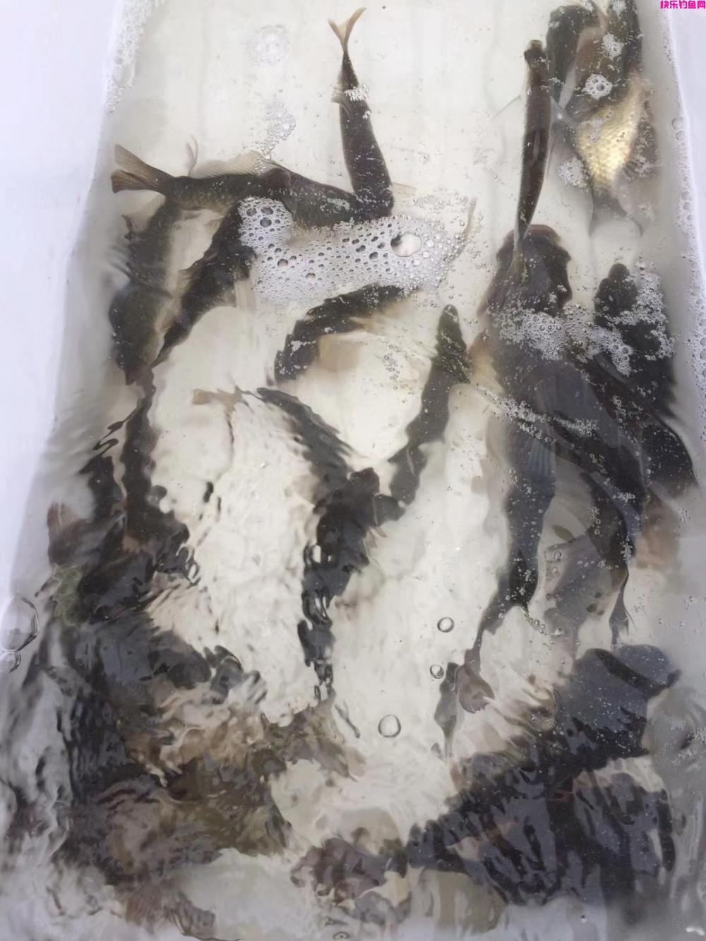 老钓鱼人聊春季阴雨天如何用饵，用对饵料鱼情好到爆护(图13)