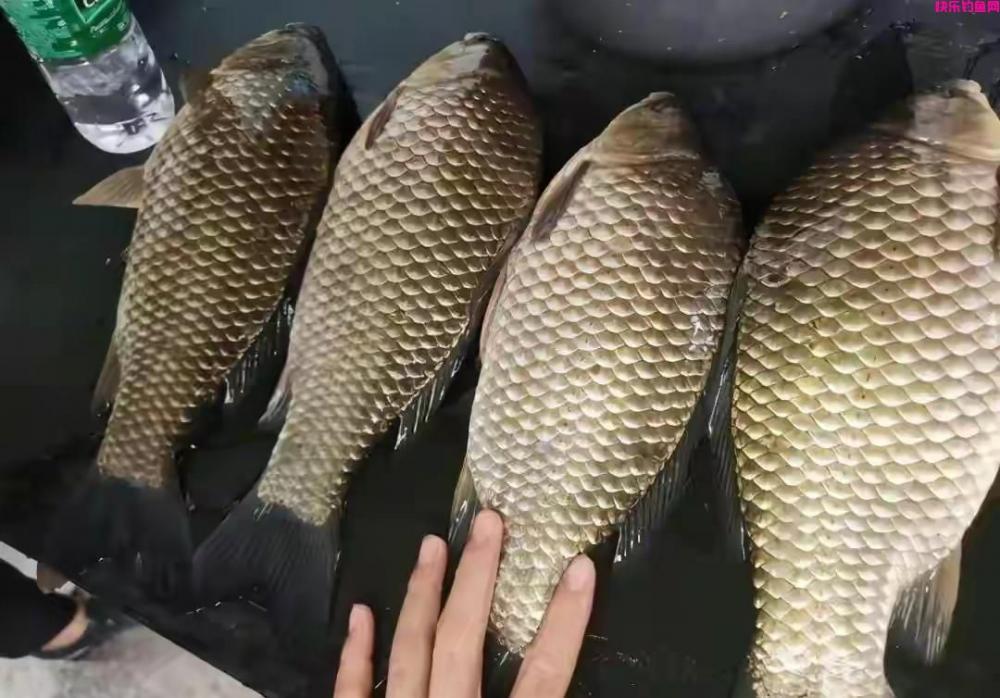 春季野钓鲫鱼“饵料”排行榜,用什么饵料鱼口好,查一查就知道了(图7) 春季野钓鲫鱼“饵料”排行榜,用什么饵料鱼口好,查一查就知道了(图7)