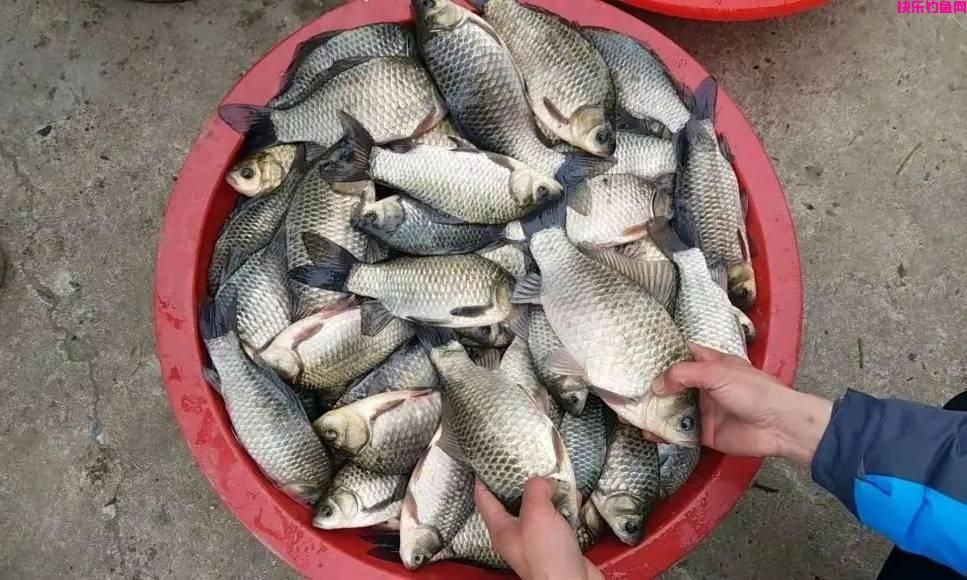 春季野钓鲫鱼“饵料”排行榜,用什么饵料鱼口好,查一查就知道了(图8) 春季野钓鲫鱼“饵料”排行榜,用什么饵料鱼口好,查一查就知道了(图8)