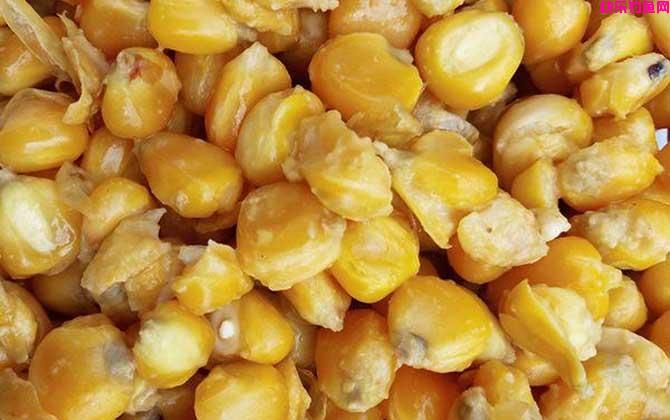 野钓用什么饵料好？(图4)