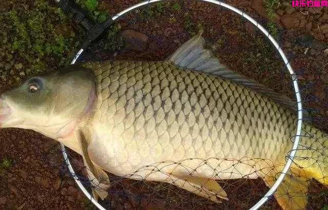野钓鲤鱼用什么饵料最好？（绝杀饵推荐）(图1)