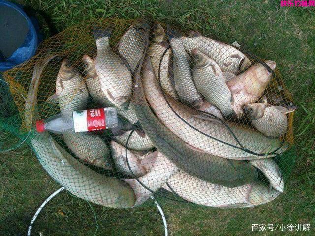 老钓友教你，钓鱼应该使用面饵还是虫饵？(图3)